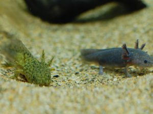 田砂とウーパールーパー
