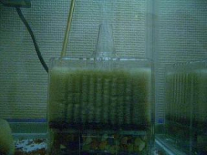 こなれた投げ込み式フィルター