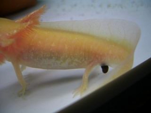 ウーパールーパーの排泄