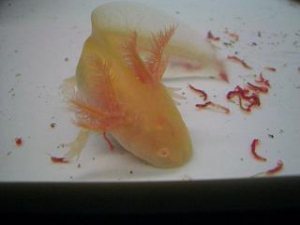 冷凍した古い肉の保存期限は,目安で1ヶ月 ...
