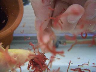 冷凍アカムシを手渡しで食べるウーパールーパー