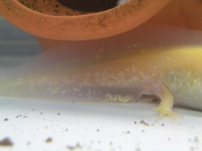 ゴールデンのラメ模様