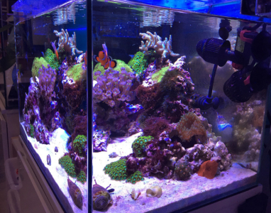 海水魚水槽にエアーレーションは不要 酸欠など必要性を解説 アクアハーミット