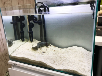 ウーパールーパ水槽