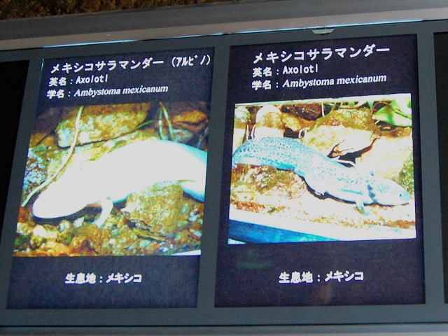 水族館の説明パネル（メキシコサラマンダー）