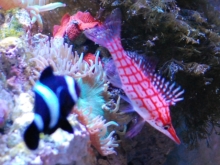 カクレクマノミと混泳相性が良いオススメの海水魚 初心者向け アクアハーミット