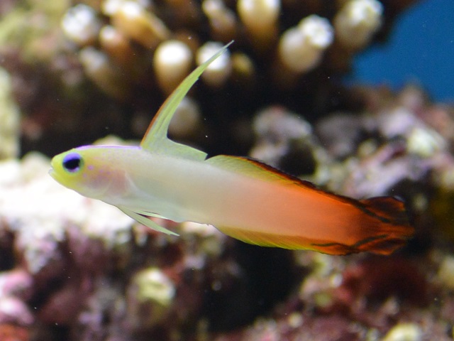 ハタタテハゼの飼育について。餌や混泳、飛び出しなど! – アクアハーミット