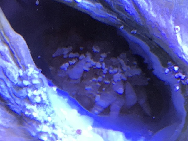 小さな貝による被害を受けているヒメジャコガイ