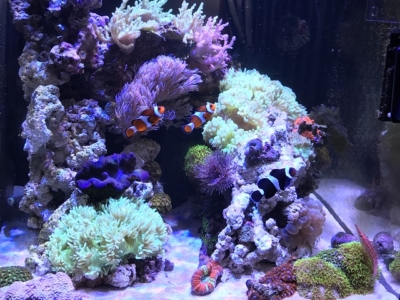 サンゴを飼うための照明について。色や時間、LEDの使用感など 