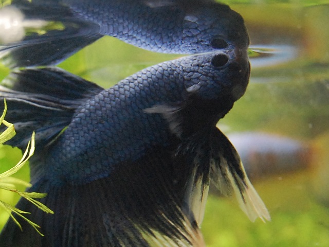 魚のエラ呼吸の仕組み。陸上で呼吸出来ない理由とか。 – アクアハーミット