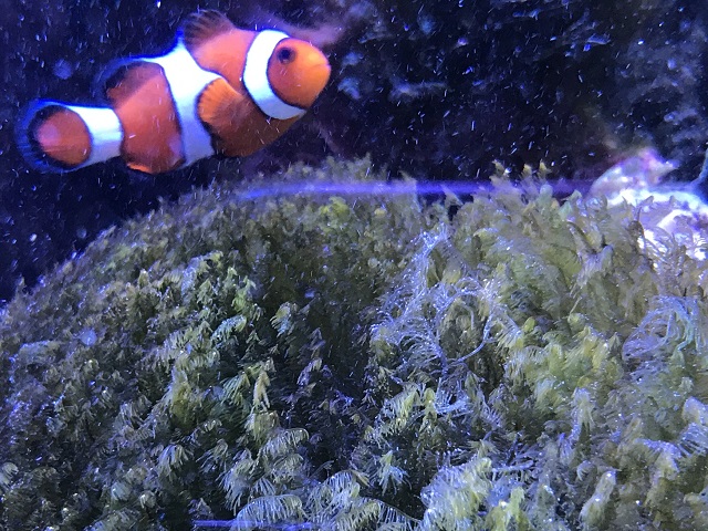 繁茂した海藻