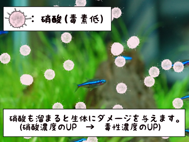 硝酸と魚のイメージ図