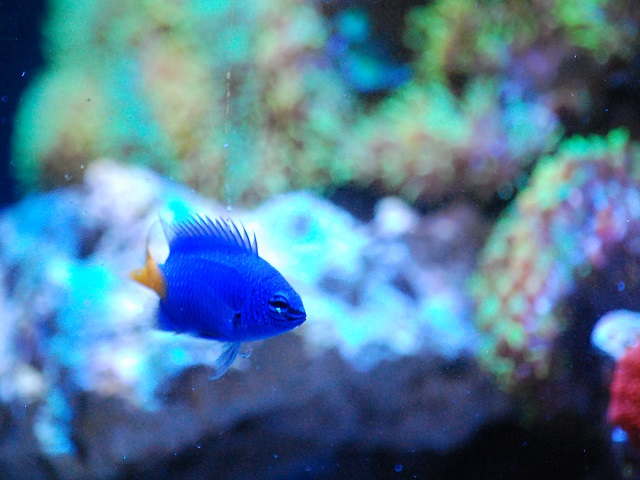 初心者向け海水水槽の作り方 水族館で見たあの魚を飼おう アクアハーミット