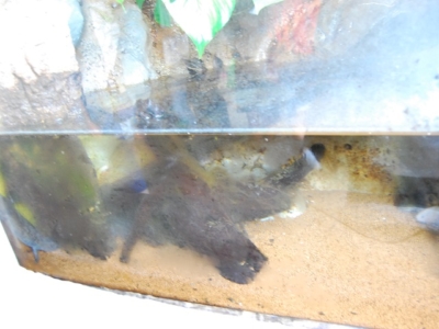 結露しているウーパールーパーの水槽(鳥羽水族館)