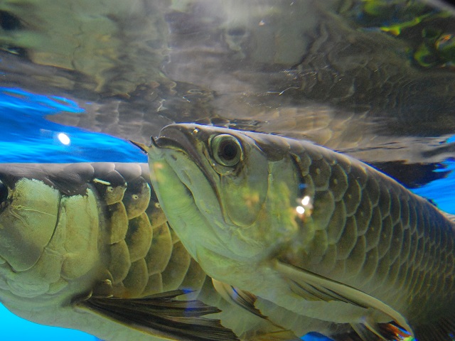 同じ水槽で金魚と熱帯魚は飼える 熱帯魚との混泳について アクアハーミット