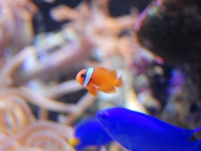 ハマクマノミの幼魚