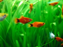初心者に教える 熱帯魚の大まかな種類とその特徴 アクアハーミット 初心者に教える 熱帯魚の大まかな種類とその特徴 アクアハーミット