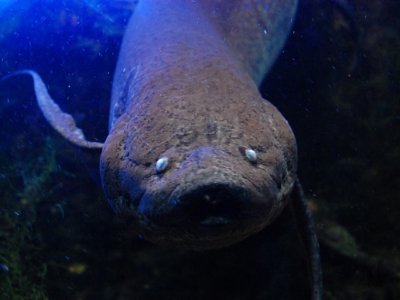 魚のエラ呼吸の仕組み 陸上で呼吸出来ない理由とか アクアハーミット