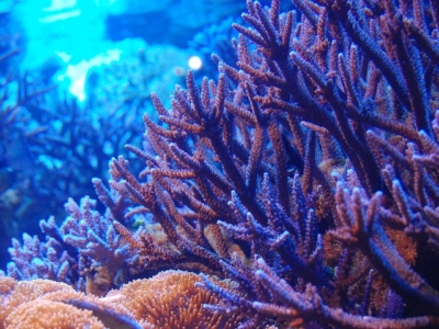 サンゴの生態と飼い方！水槽でサンゴ礁を育てよう！ – アクアハーミット