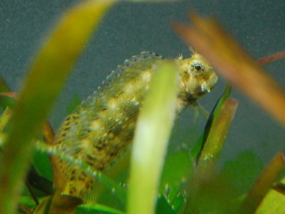 茶ゴケの原因と防止策 茶苔を食べる生物について 海水 アクアハーミット