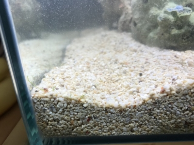 細目のサンゴ砂