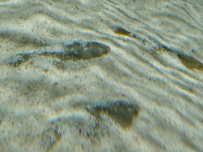 砂に潜るカレイ