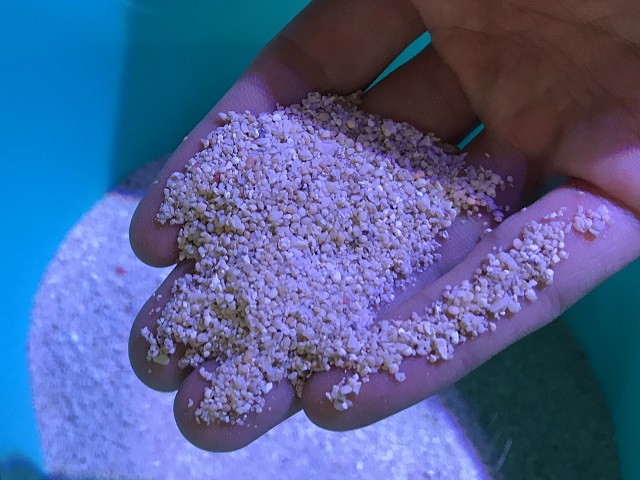 サンゴ砂