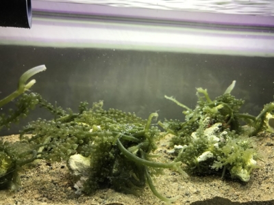 マッドシステムの海藻たち