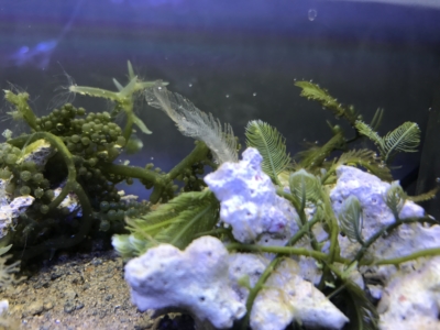 タカノハヅタの海藻ロック