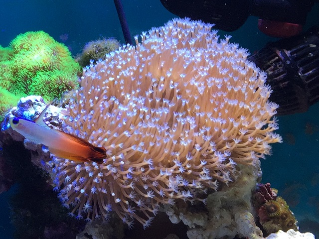 ウミキノコ　海キノコ　サンゴ　珊瑚　元株