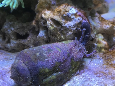 茶ゴケの原因と防止策 茶苔を食べる生物について 海水 アクアハーミット