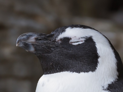 しかめっ面をしたペンギン