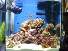 初心者向け海水水槽の作り方 水族館で見たあの魚を飼おう アクアハーミット 初心者向け海水水槽の作り方 水族館で見たあの魚を飼おう アクアハーミット