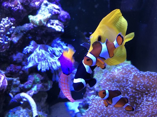 餌を食べに集まった海水魚