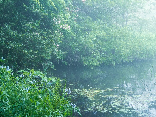 朝霧の様子