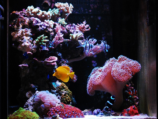7621円 【絶品】 アクアリウム 珊瑚 サンゴ 熱帯魚 水槽