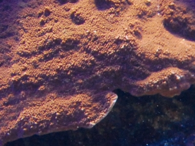 被覆タイプのコモンサンゴ