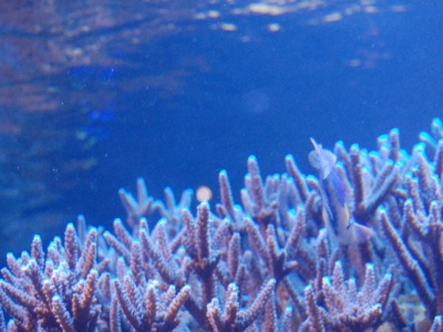 スギノキミドリイシのサンゴ礁