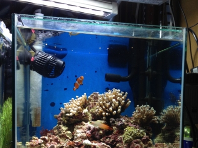 海水魚水槽にエアーレーションは不要 酸欠など必要性を解説 アクアハーミット