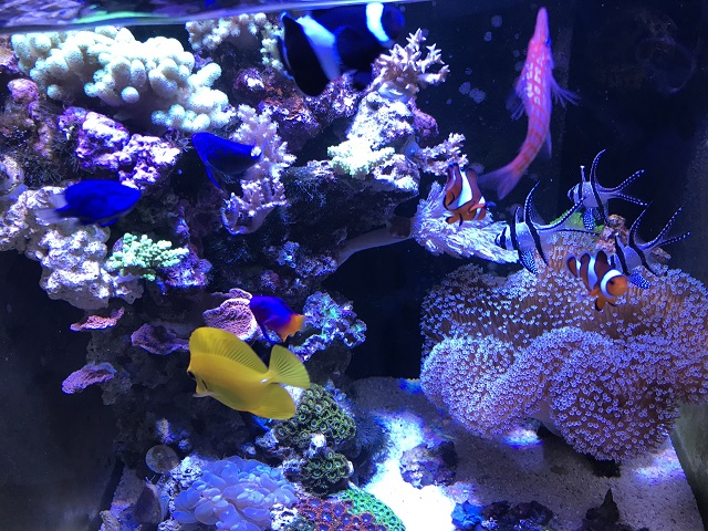 餌やりにて水面に集まってきた魚達