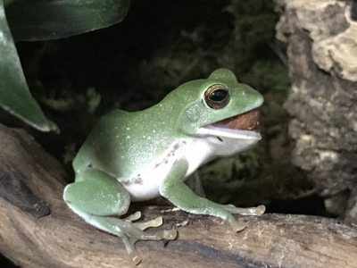 大きな餌をほおばるシュレーゲルアオガエル