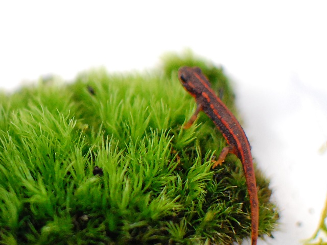 苔とイモリが可愛い コケを用いたイモリの簡単な飼育 アクアハーミット