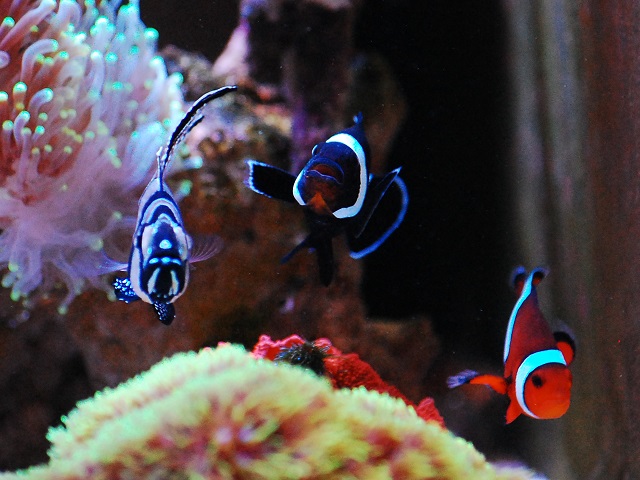 3匹の海水魚たち