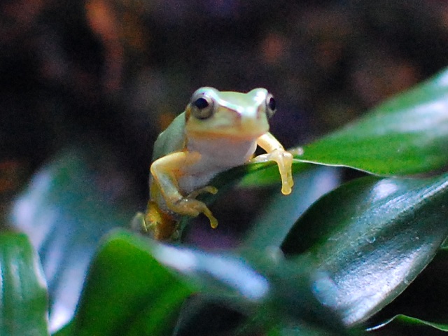 葉の上にいるアマガエル