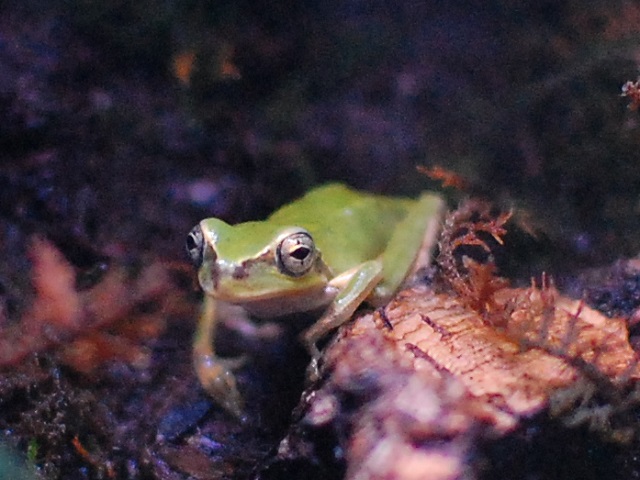 木の上にいるアマガエル