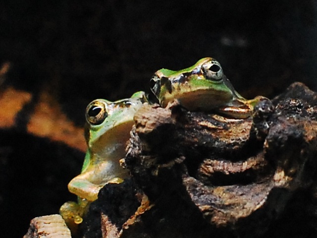 2匹のアマガエル