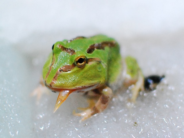 ツノガエルがエサを食べない場合の対処について 拒食対策 アクアハーミット