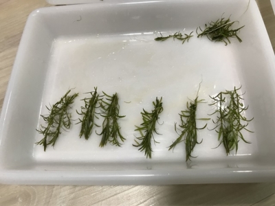 伸びた水草は再度植栽に使用可能