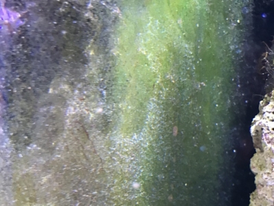 ガラス面に生えた緑のコケ（海水）