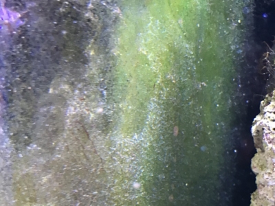 水草育成にco2発生装置って必要 メリットと必要性を解説 アクアハーミット